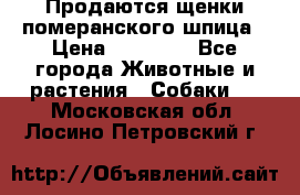 Продаются щенки померанского шпица › Цена ­ 45 000 - Все города Животные и растения » Собаки   . Московская обл.,Лосино-Петровский г.